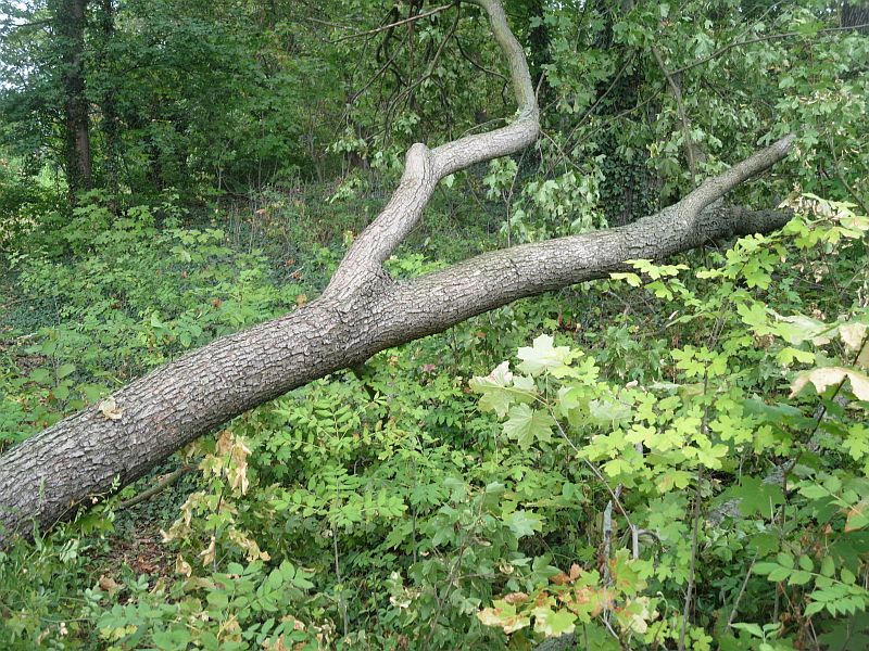 Abgebrochen war dieser Ahornbaum nahe GS 2